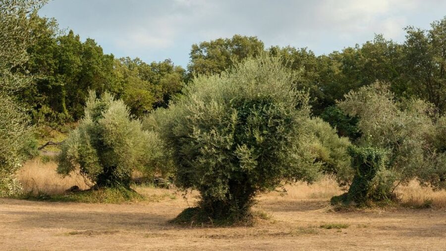 North Corfu: Olive Tour with Olive Oil Tasting and Mezze - Getting to Loutses without confusion