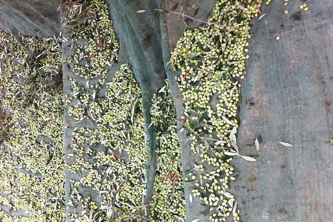 Olive Oil Tasting Tour - Learning to taste extra virgin olive oil