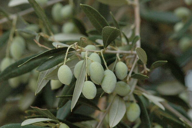 Olive Oil Tasting Tour - A smart stop during a drive south of Heraklion