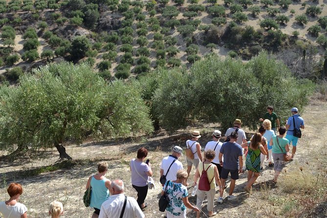 Olive Oil Tasting Tour - Is $19.36 a fair price?
