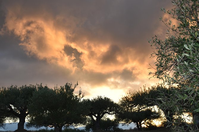 Olive Oil Tasting Tour - Who will enjoy this mill visit most