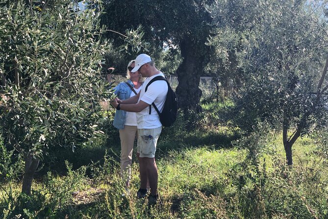 Organic Olive Grove tour & Olive oil tasting & lunch in Kalamata! - Who should book this Kalamata olive tour