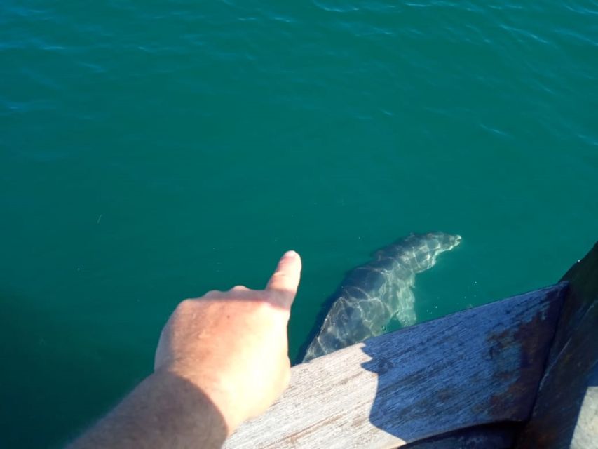 Preveza: Dolphin Watching Cruise with Lunch and Drinks - Finding dolphins near the fish farms