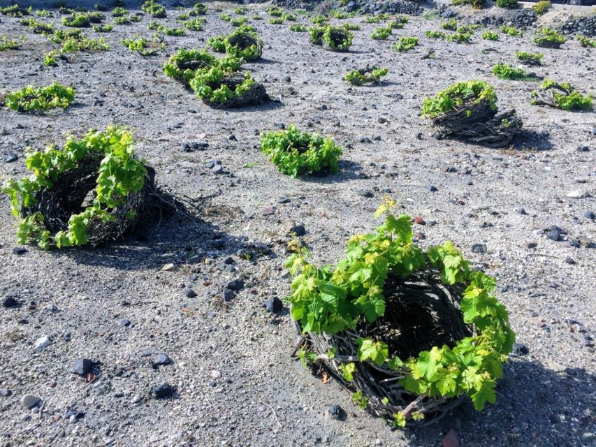 Private Group Visit to Akrotiri & 3 Wineries with Tastings - Timing, comfort, and practical details