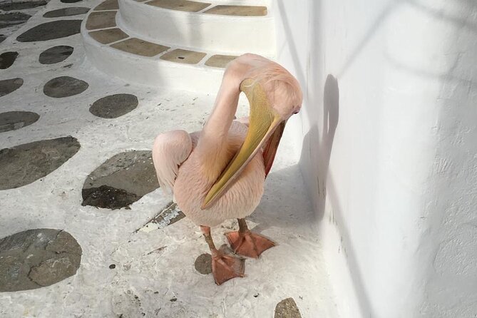 Private Tour: 4 Hours Mykonos Island Tour - Like a Local - Ftelia and a possible private church stop