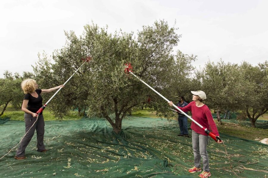Rethymno: Olive Oil Tasting with Cretan Food Pairing - Key points to know