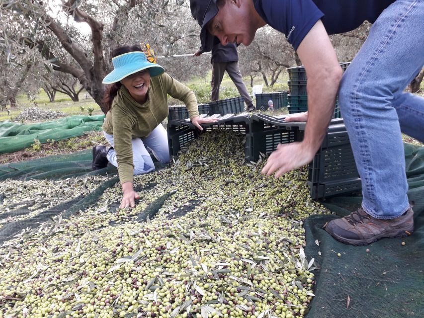 Rethymno: Olive Oil Tasting with Cretan Food Pairing - A four-course Cretan pairing