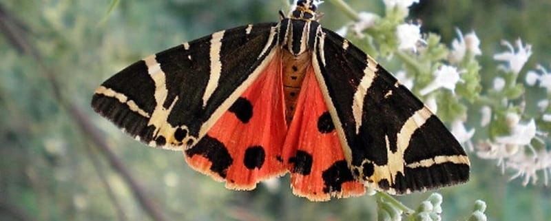 Rhodes: Butterfly Valley and Filerimos Hill Bus Trip - A Six-Hour Route From Rhodes’ Coast to the Hills