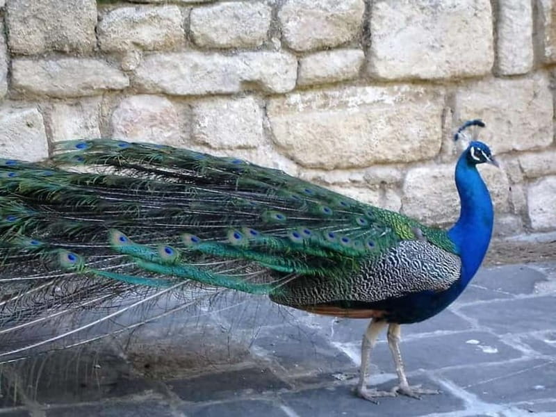 Rhodes: Butterfly Valley and Filerimos Hill Bus Trip - Who Will Enjoy This Rhodes Excursion?
