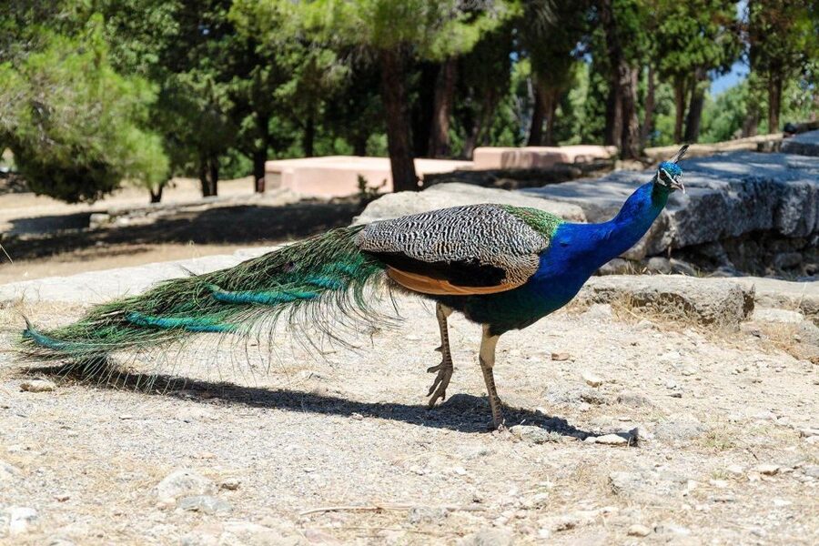 Rhodes: Filerimos Hill and Butterfly Valley Bus Trip - Why this Rhodes half-day trip works
