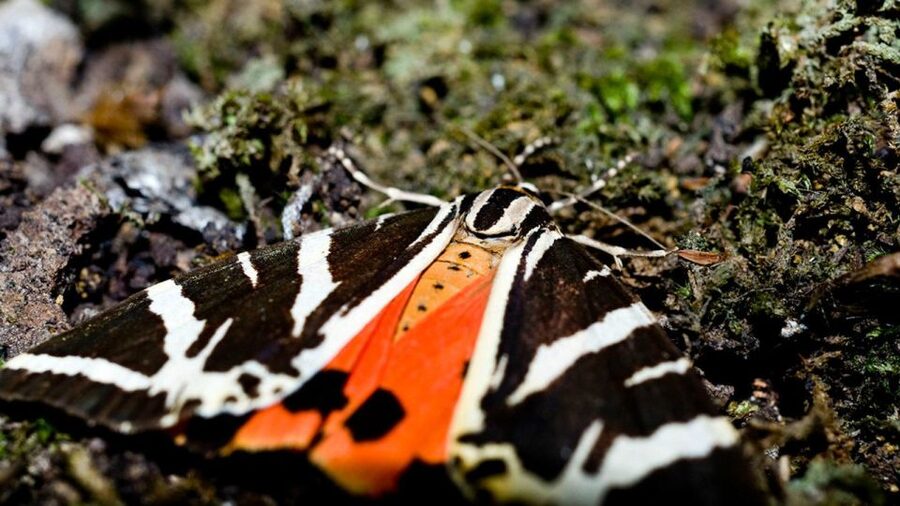 Rhodes: Filerimos Hill and Butterfly Valley Bus Trip - The Valley of Butterflies: a shaded walk with a seasonal surprise