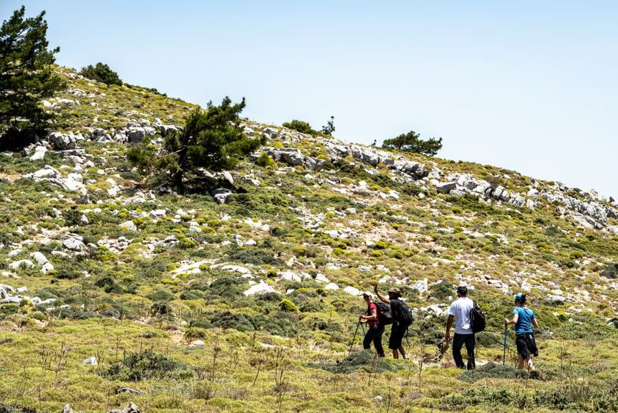 Rhodes: Hiking Tour to the Summit of Akramitis with Photos - A different route down through the pine forest
