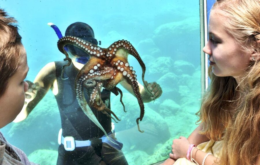 Rhodes Town: Yellow Submarine Cruise with Underwater Views - What the Yellow Submarine experience really is