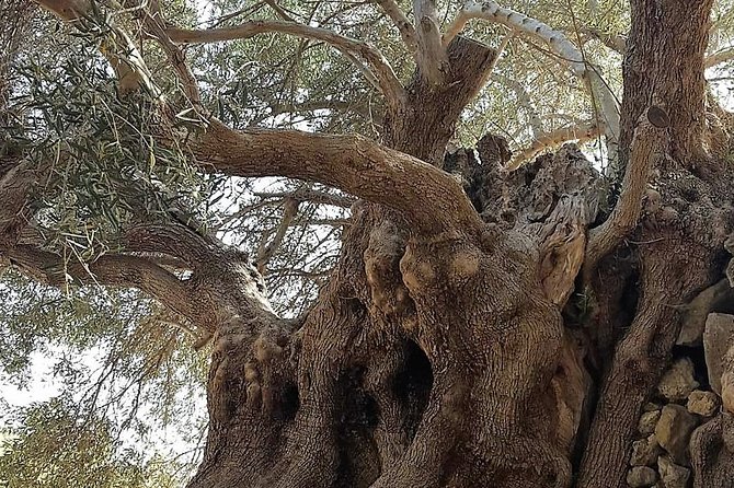 Richtis Waterfall, History, Azoria, OliveTasting, NorthCoast - Meeting a 3,250-year-old olive tree at Azoria