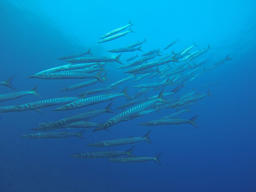 Santorini: Scuba Diving Experience for Beginners - Group size, timing, and the waiting issue