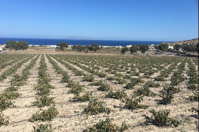 Santorini Wine Adventure with 12 Wine Tastings, Tapas and Sunset - Estate Argyros and the island’s basket vines