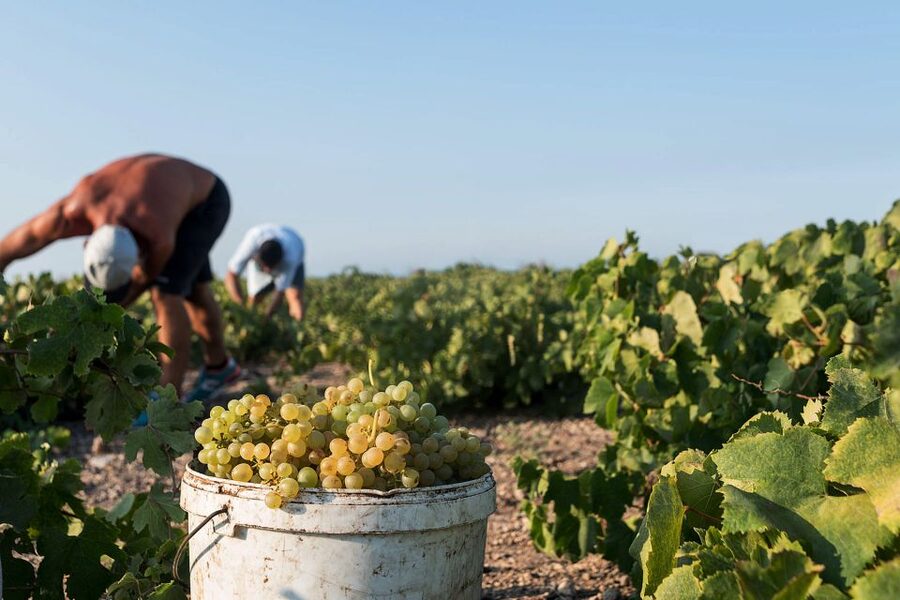 Santorini Wine Roads: Tour of 3 Wineries with a Sommelier - Why Santorini’s vines grow in baskets
