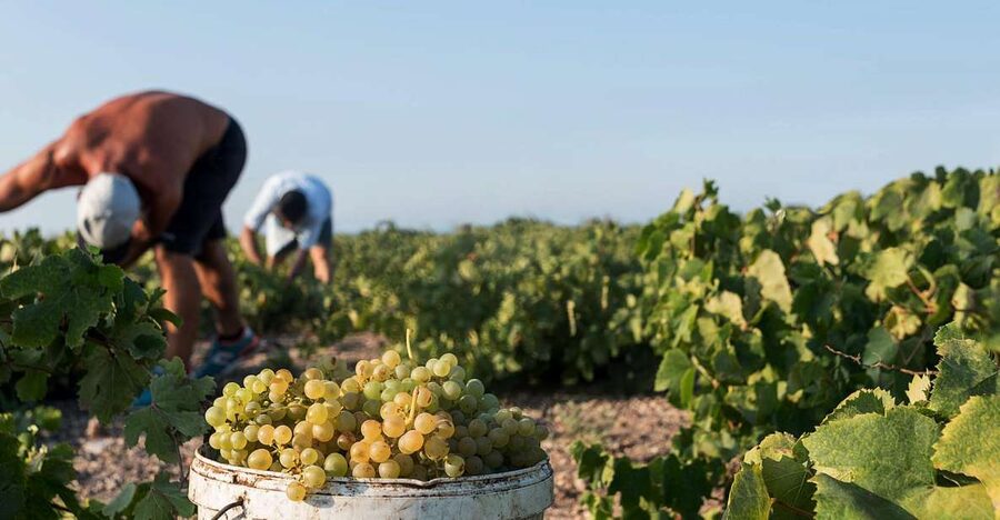 Santorini Wine Roads: Tour of 3 Wineries with a Sommelier - What you will eat with the wine