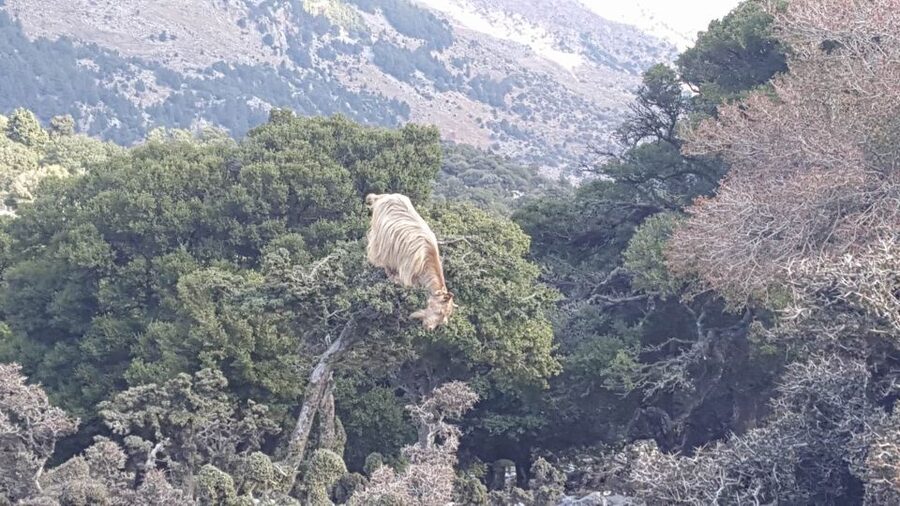 South Crete: Sarakinas Gorge Hike, Swim & Jeep Safari - Voulisma Beach and the final swim