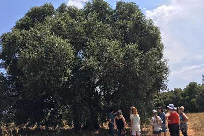 The Governor's Olive Mill Tour with Olive Oil Tasting - Why this olive mill visit feels different