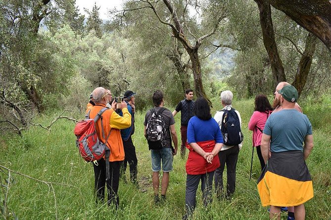 The Governor's Olive Mill Tour with Olive Oil Tasting - The grove walk and Corfu’s old olive tree