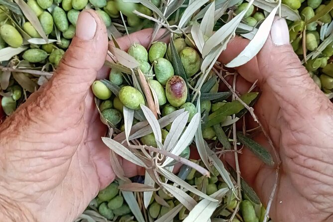 The Olive Oil Experience @ Lefkada Micro Farm - Why an olive oil tasting belongs on your Lefkada itinerary