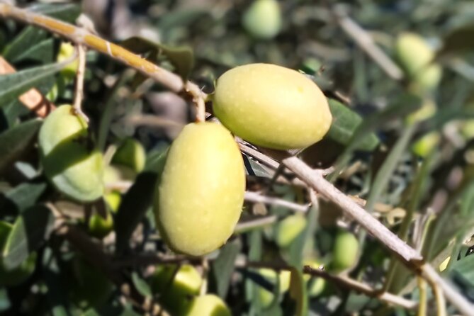 The Olive Oil Experience @ Lefkada Micro Farm - The tasting: a lesson you can repeat at home