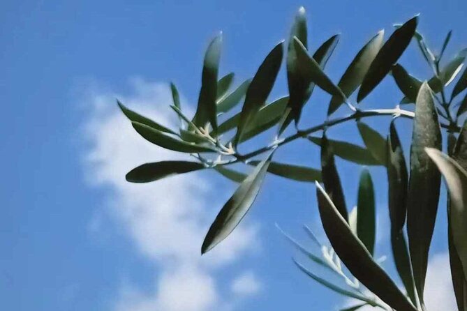 The Olive Oil Experience @ Lefkada Micro Farm - The supermarket lesson is practical, not just theatrical