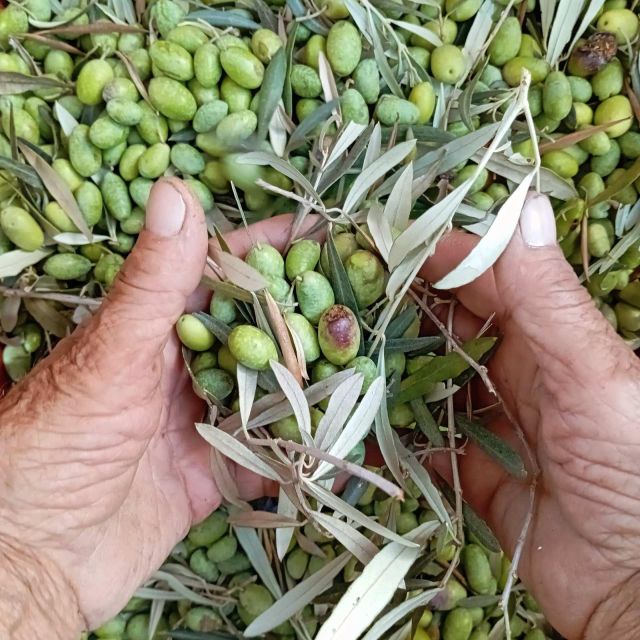 The Olive Oil Experience @ Lefkada Micro Farm - Timing, access, and booking details