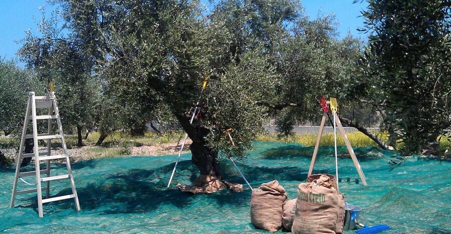 The Terra Creta Olive Oil Experience Tour - A one-hour introduction to Cretan olive oil