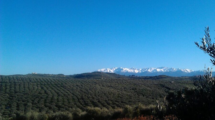 The Terra Creta Olive Oil Experience Tour - Buying oil without creating a luggage problem