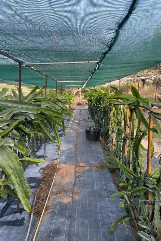 Traditional Olive Grove and Dragon Fruit Farm Tour - A working Cretan farm, not a staged attraction