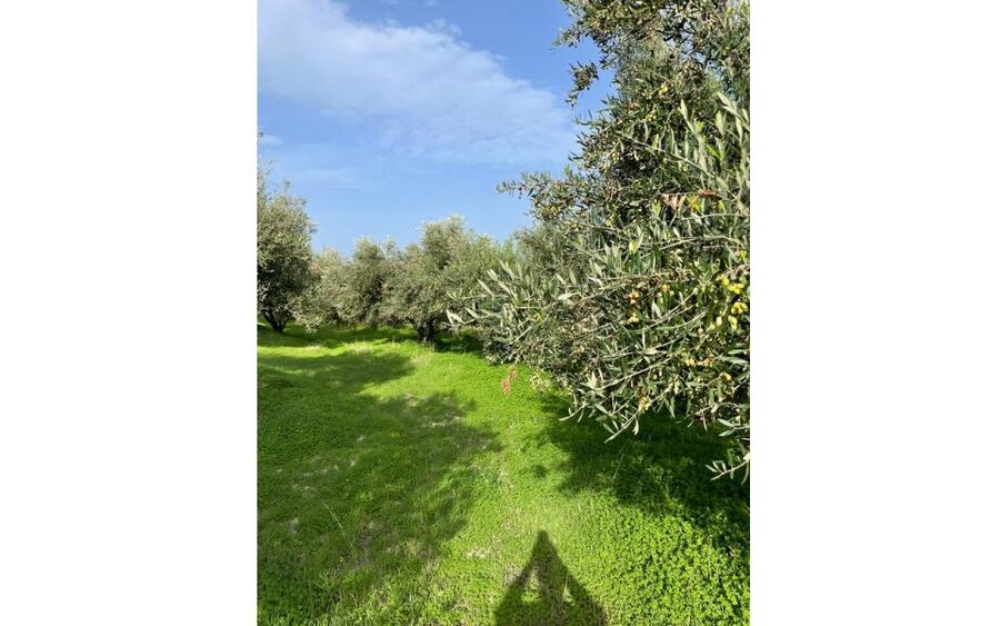Traditional Olive Grove and Dragon Fruit Farm Tour - How the 90 minutes usually works