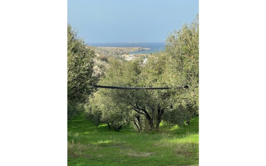 Traditional Olive Grove and Dragon Fruit Farm Tour - Why the $9 price is strong