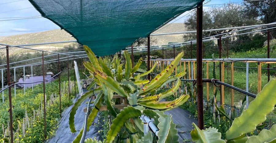 Traditional Olive Grove and Dragon Fruit Farm Tour - Booking, timing, and small practical tips