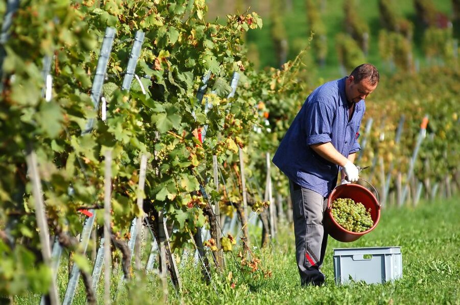 Vineyard Sips: Family Winery Tour & Gourmet Tasting in Corfu - From grape to bottle in the cellar