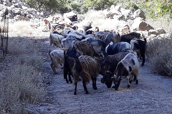 Wine & Olive Oil Tour with Lunch at Milia Mountain Retreat - Who will enjoy this outing most