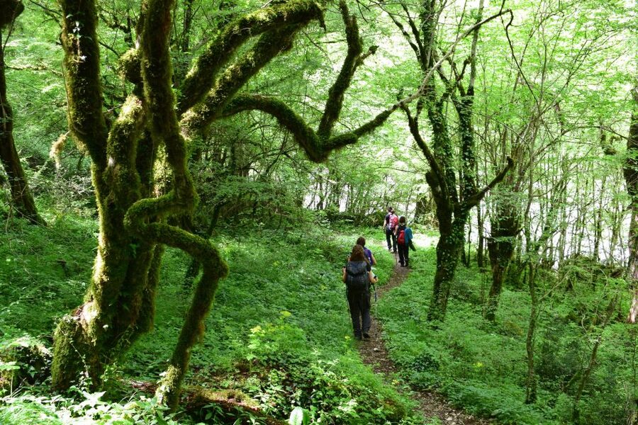 Zagori: Vikos Gorge full-day guided hike - Through forest, rock, and the Vikos National Park