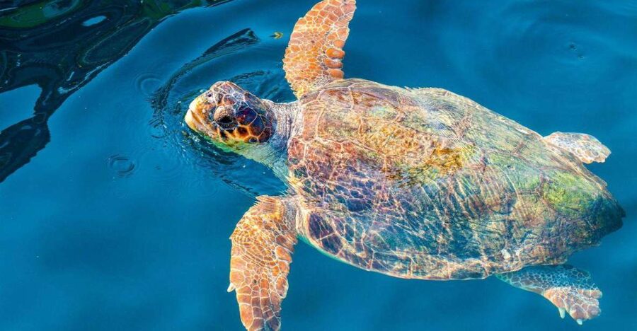 Zakynthos: Turtle Island & Keri Caves Glass-Bottom Boat Tour - Fifty minutes at Marathonisi Beach