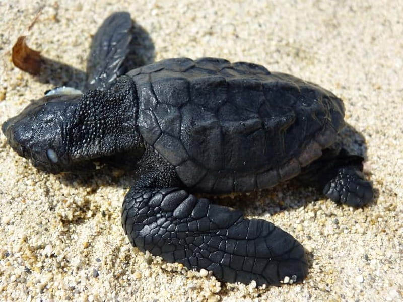 Zakynthos: Turtle Spotting Cruise with Glass-Bottom Boat - What the three-hour cruise is really about