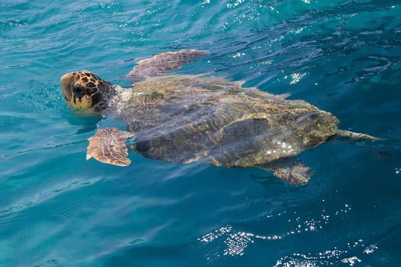 Zakynthos: Turtle Spotting Cruise with Glass-Bottom Boat - Starting near Laganas and finding the right boat