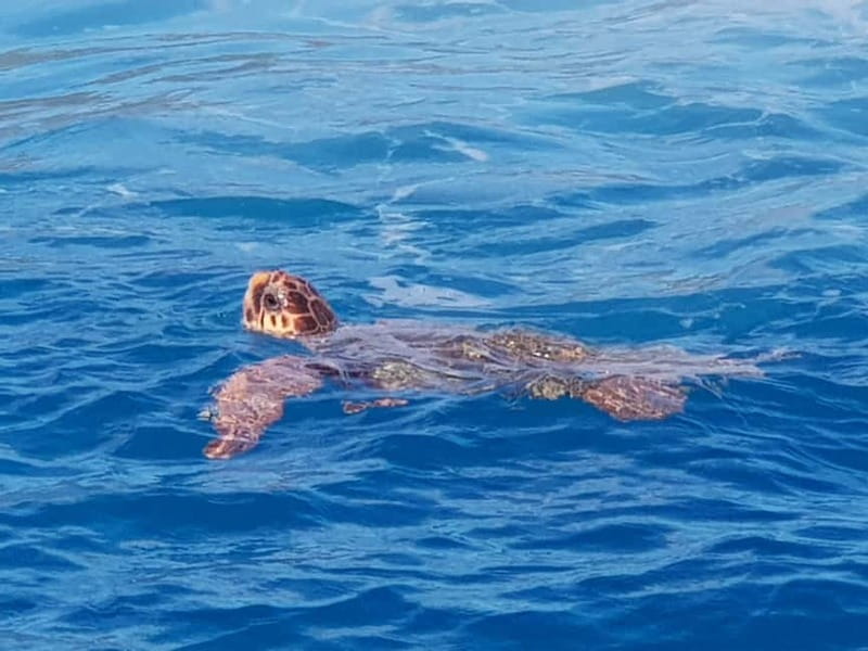 Zakynthos: Turtle Spotting Cruise with Glass-Bottom Boat - The guides make a real difference